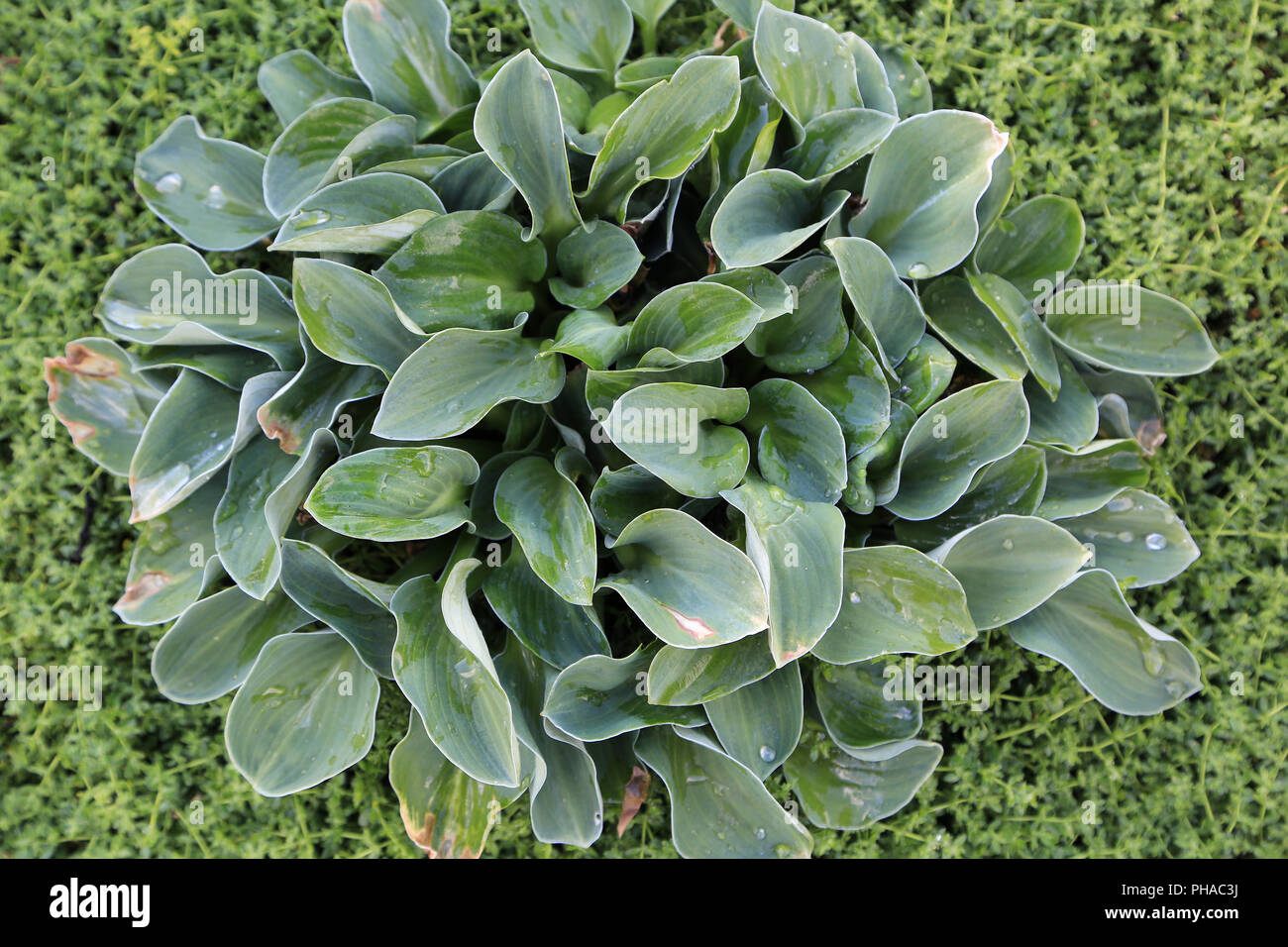 Wegerich Lily, Hosta Blue Mouse Ears Stockfoto