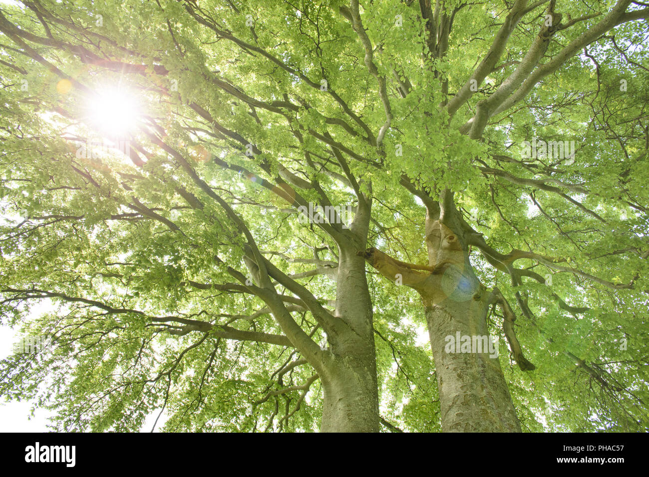 Wipfel der alten Linde mit Sonnenstrahlen Stockfoto