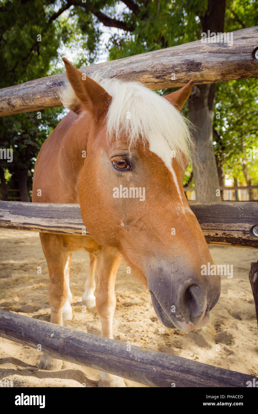 Pferd mit Blick auf die Kamera über Zaun Stockfoto