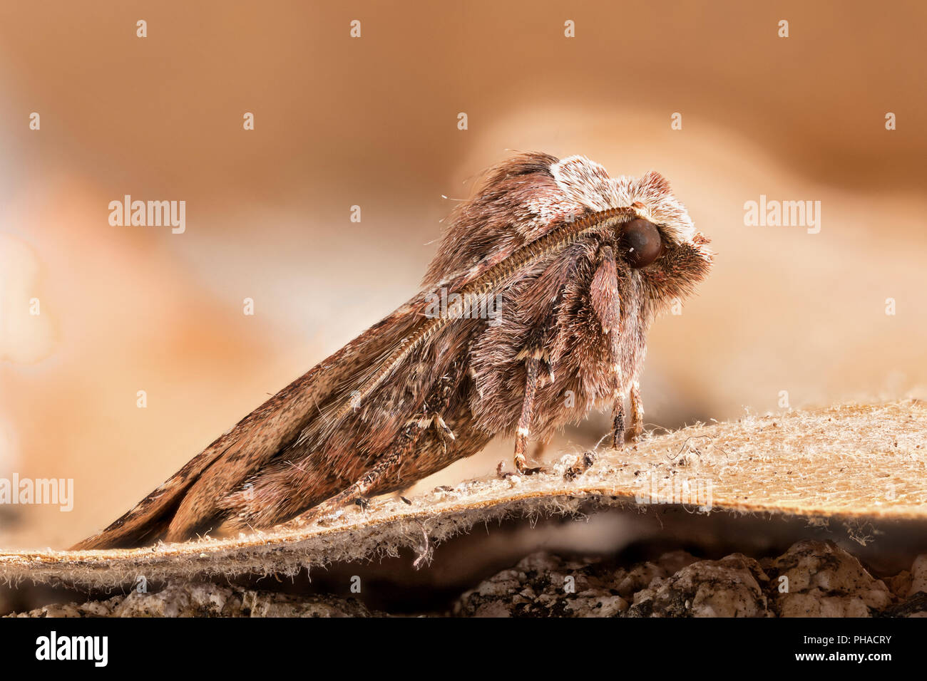 Eine Nahaufnahme von einem schönen Motte Stockfoto
