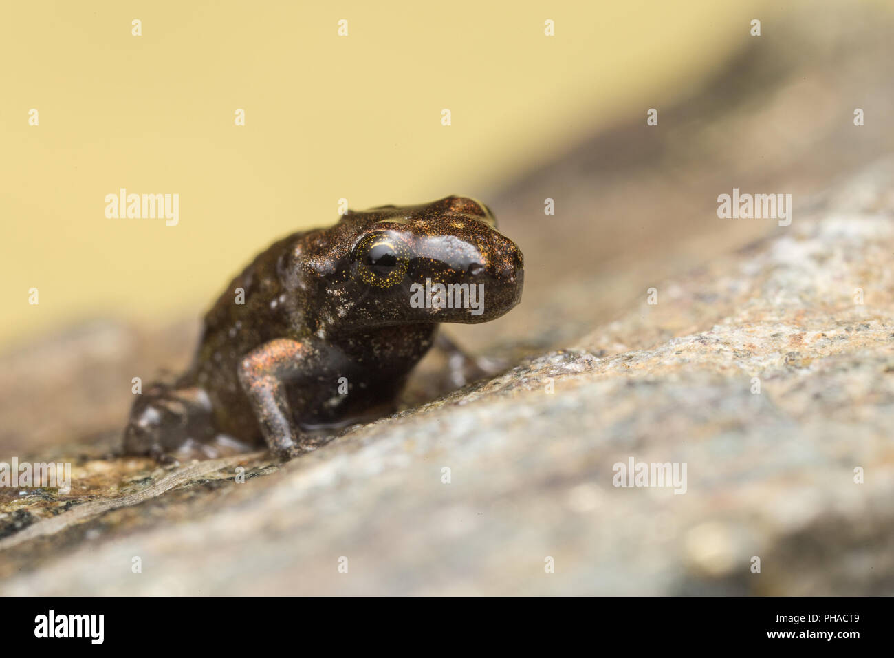 Einen winzigen Frosch, 1cm groß Stockfoto