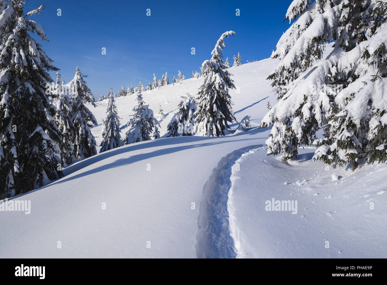 Winter Wald im Schnee. Berglandschaft mit einem Fußweg. Sonnigen Tag und frostige Wetter Stockfoto