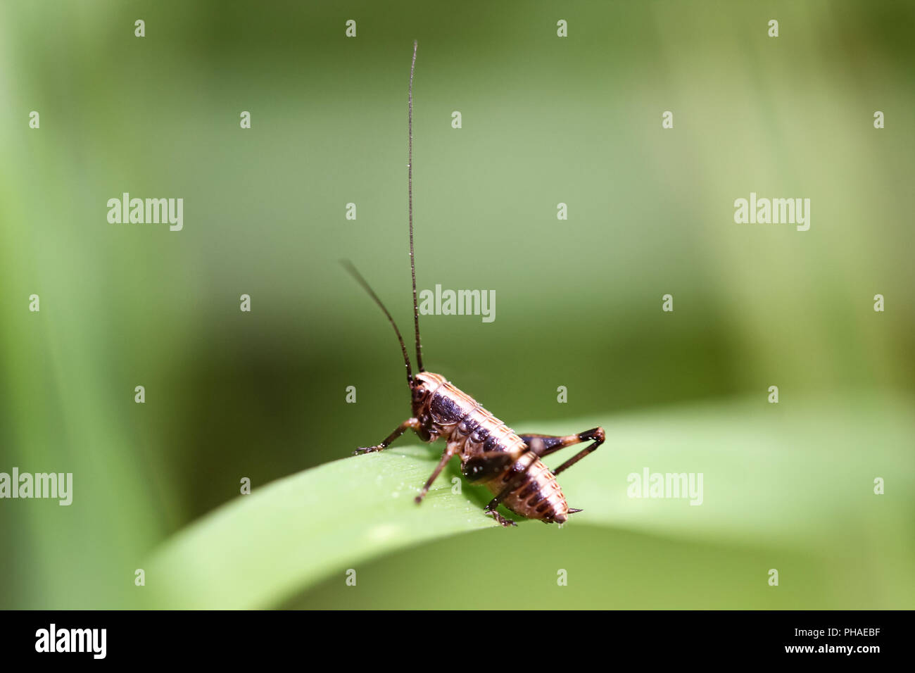 Grasshopper, Cricket mit weißen Streifen auf Blatt, Natur Stockfoto