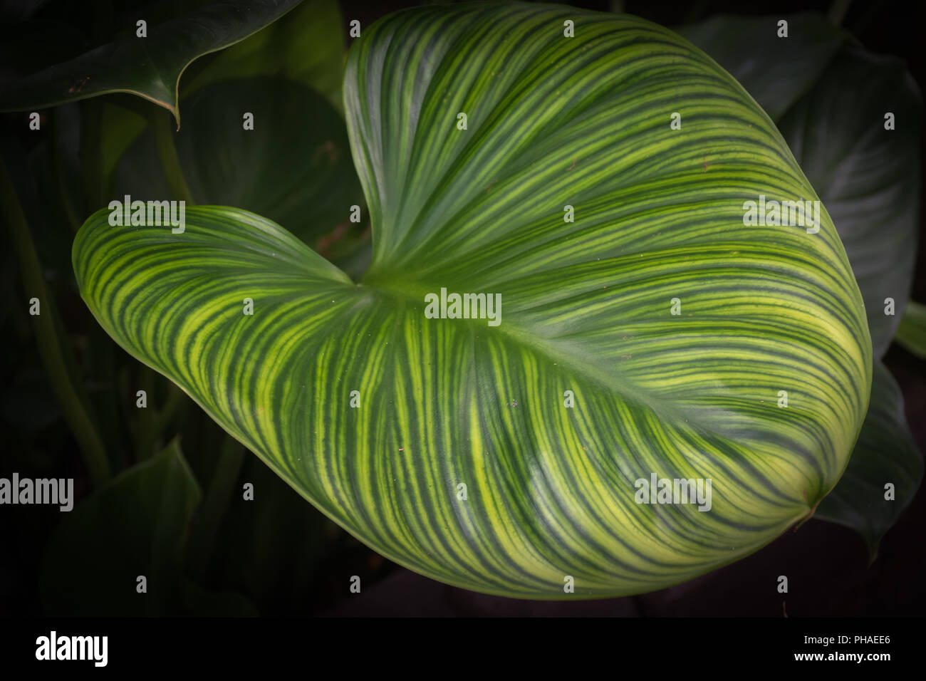 Tropischen grünen Blätter Textur Hintergrund. Grünes Blatt hintergrund Konzept, Low Key Foto geschossen. Stockfoto