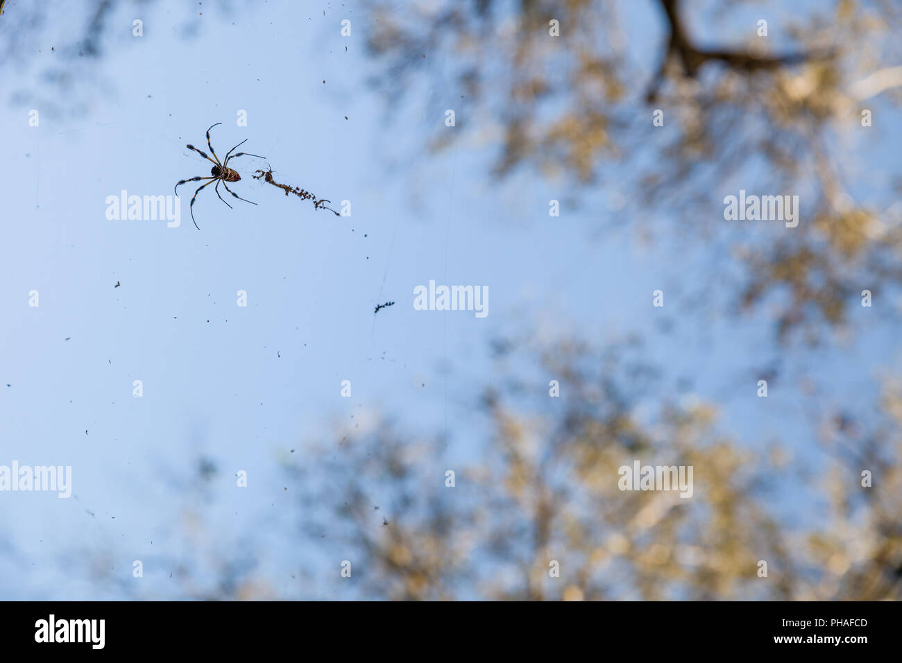 Schönen Hintergrund des blauen Himmels und der hohen Baum und close-up einer Spinne mit mit seiner Web. Natur. Schönen Wald leben. Stockfoto