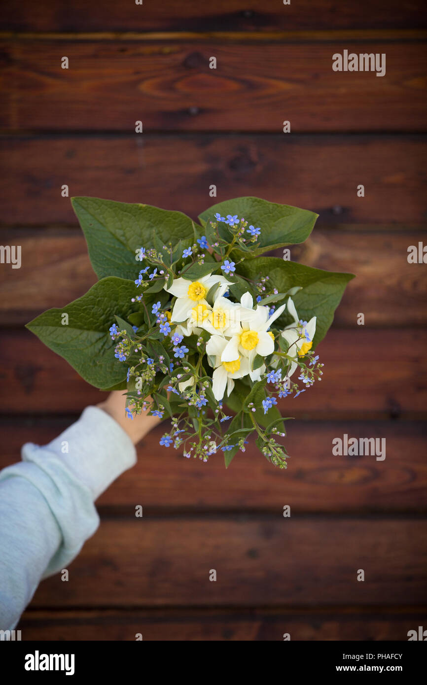 Nahaufnahme der Frau hand Garten Blumen. Schöner Frühling Blumenstrauß aus Narzisse, vergiss mich nicht und frische Blätter auf dem dunklen Hintergrund. Stockfoto