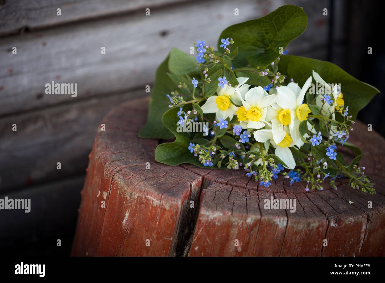 Schöne Bündel Garten Blumen Verlegung auf dem Holz- Hintergrund. Spring Bouquet von Vergiss mich nicht, Narzissen, Narzissen und Blätter. Sommer Blumen. Stockfoto