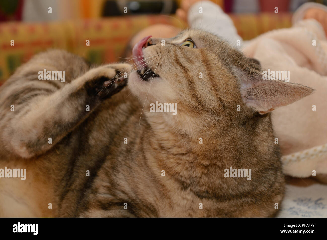 Graue Katze kratzen und Putzen - close-up Stockfoto