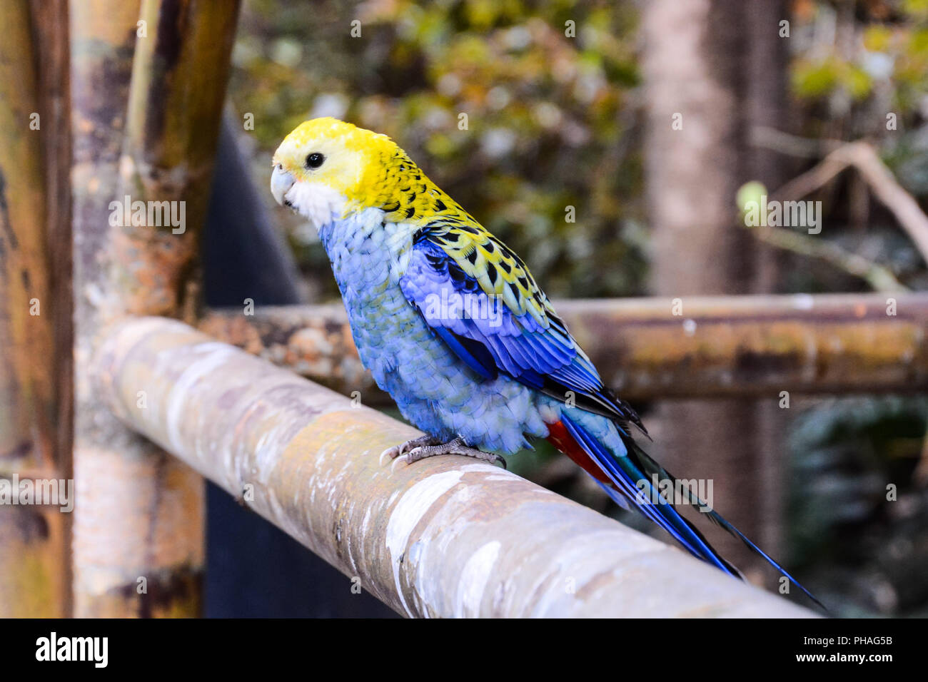 Farbige Tropical Parrot Stockfoto