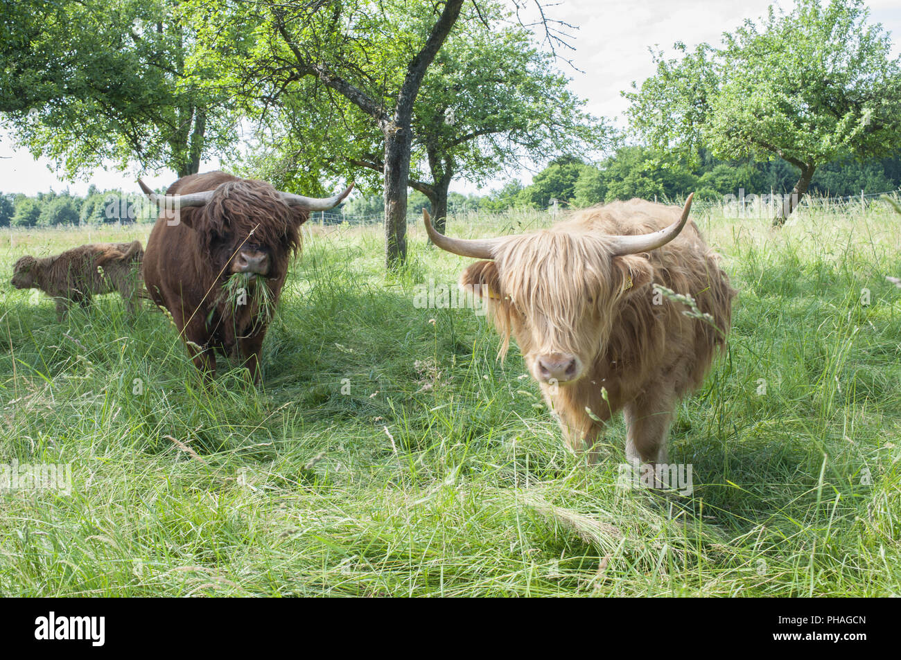 Irische Rinder in der Nähe von Schwäbisch Hall, Deutschland Stockfoto