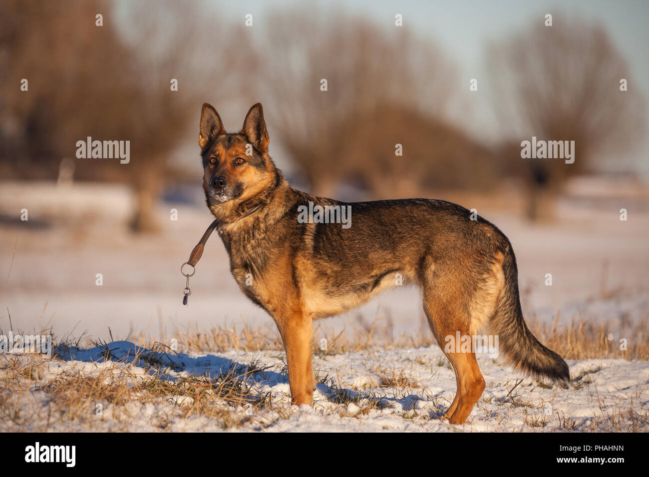 Deutscher Schäferhund im Winter Stockfoto