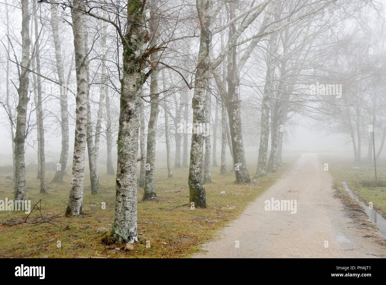 In einer nebligen Morgen, ein Wald von Birken. Nationalpark Peneda Geres, Portugal Stockfoto