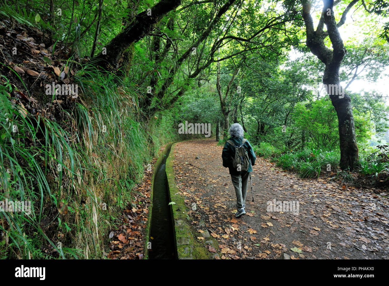 Wanderweg entlang des "Levada Velha', in der Mitte der Laurisilva Wald. UNESCO-Weltkulturerbe. Madeira, Portugal Stockfoto