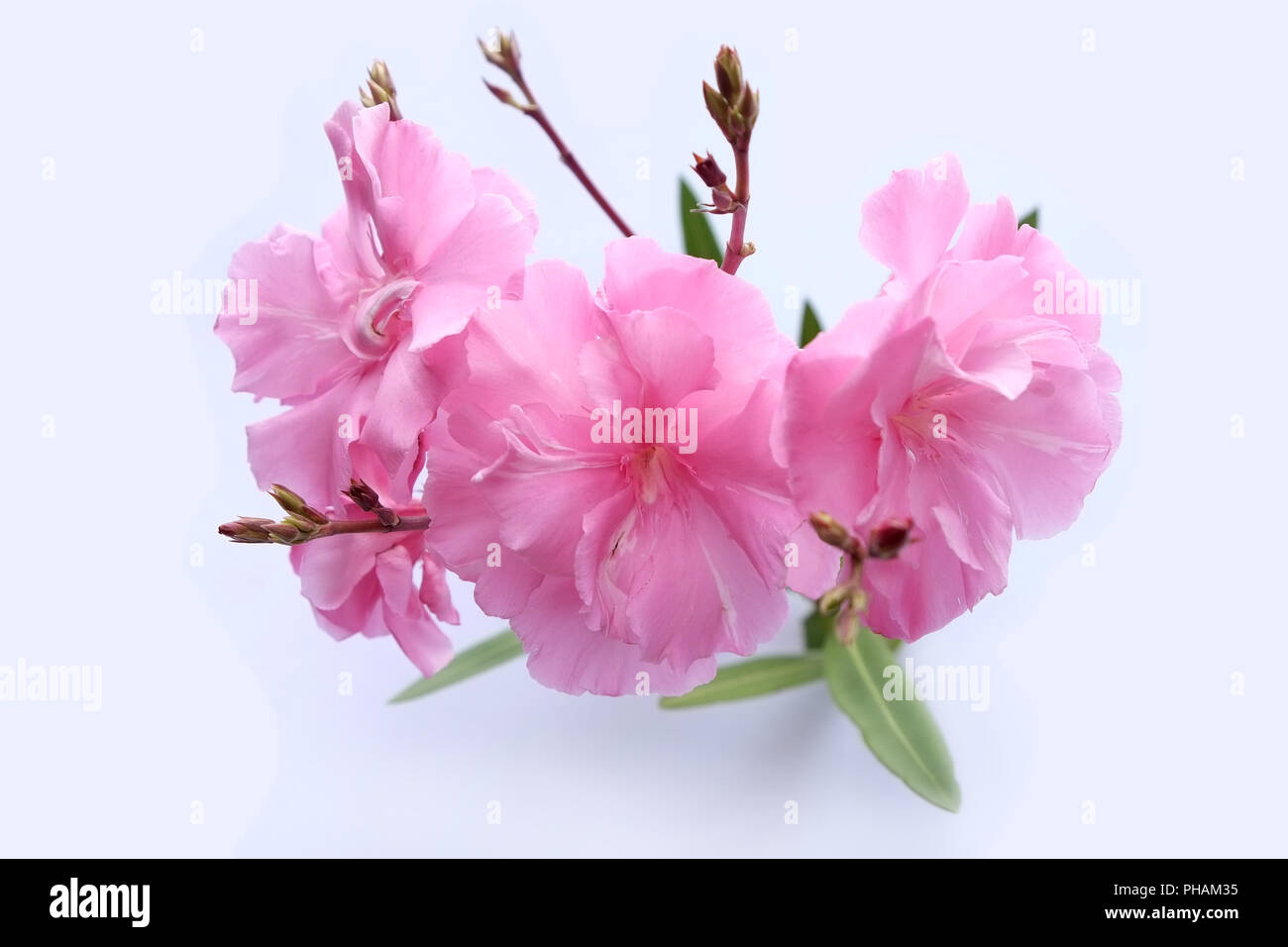 Oleander blüht, isoliert auf weißem Stockfoto