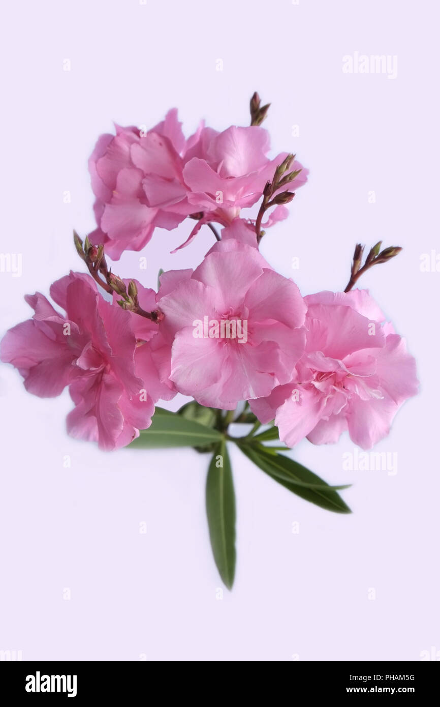 Oleander blüht, Ausschneiden Stockfoto