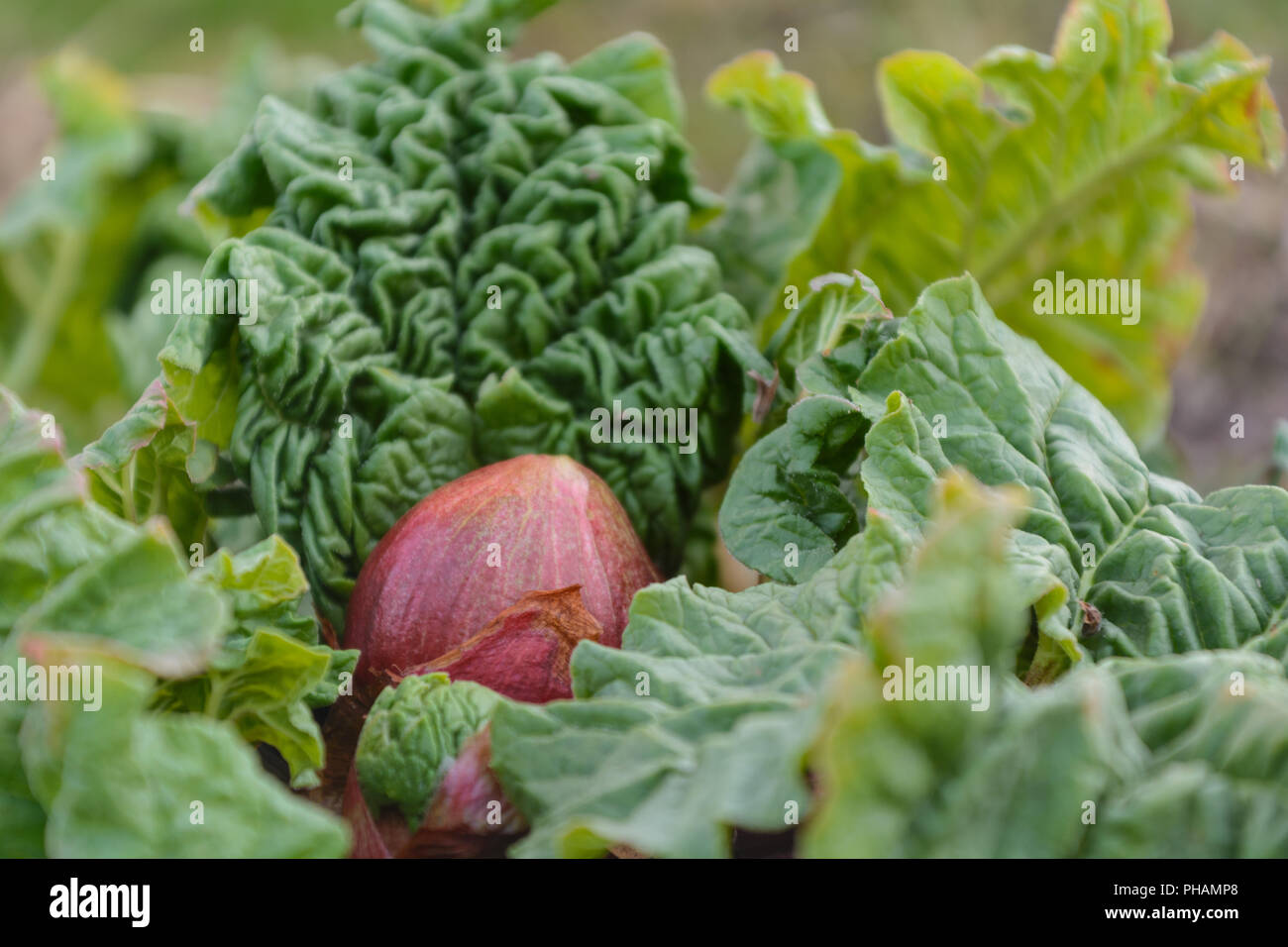 Frische Rhabarber wächst im eigenen Garten - close-up Stockfoto
