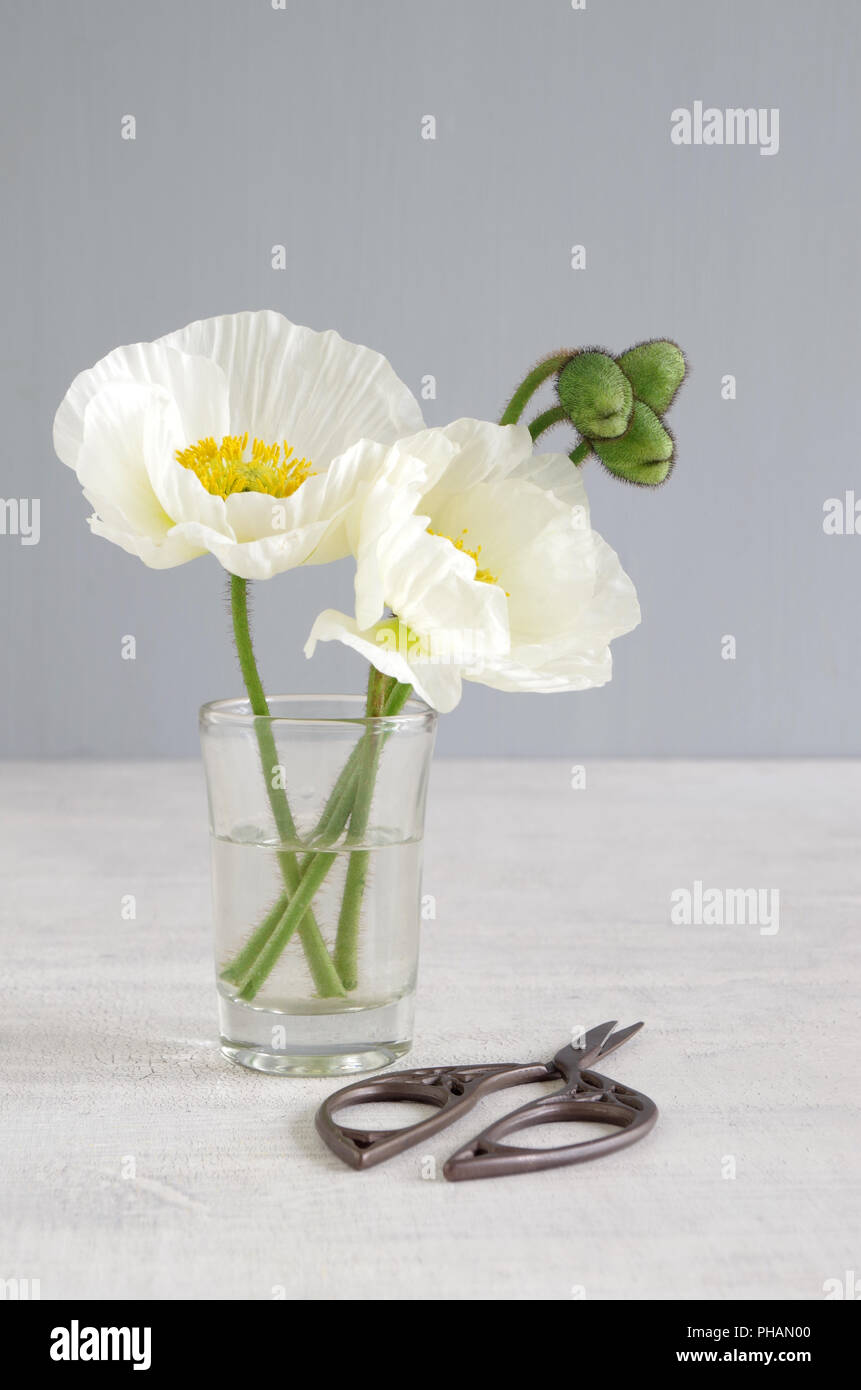 weiße Mohnblume Stockfoto