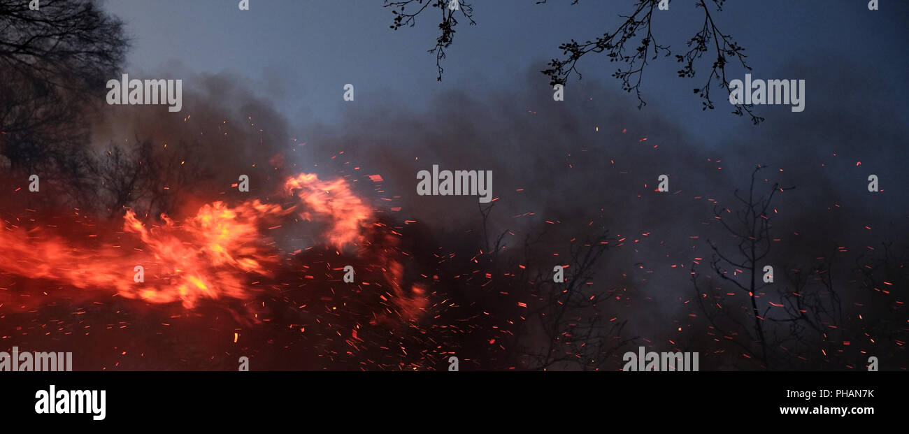 Waldbrand Stockfoto