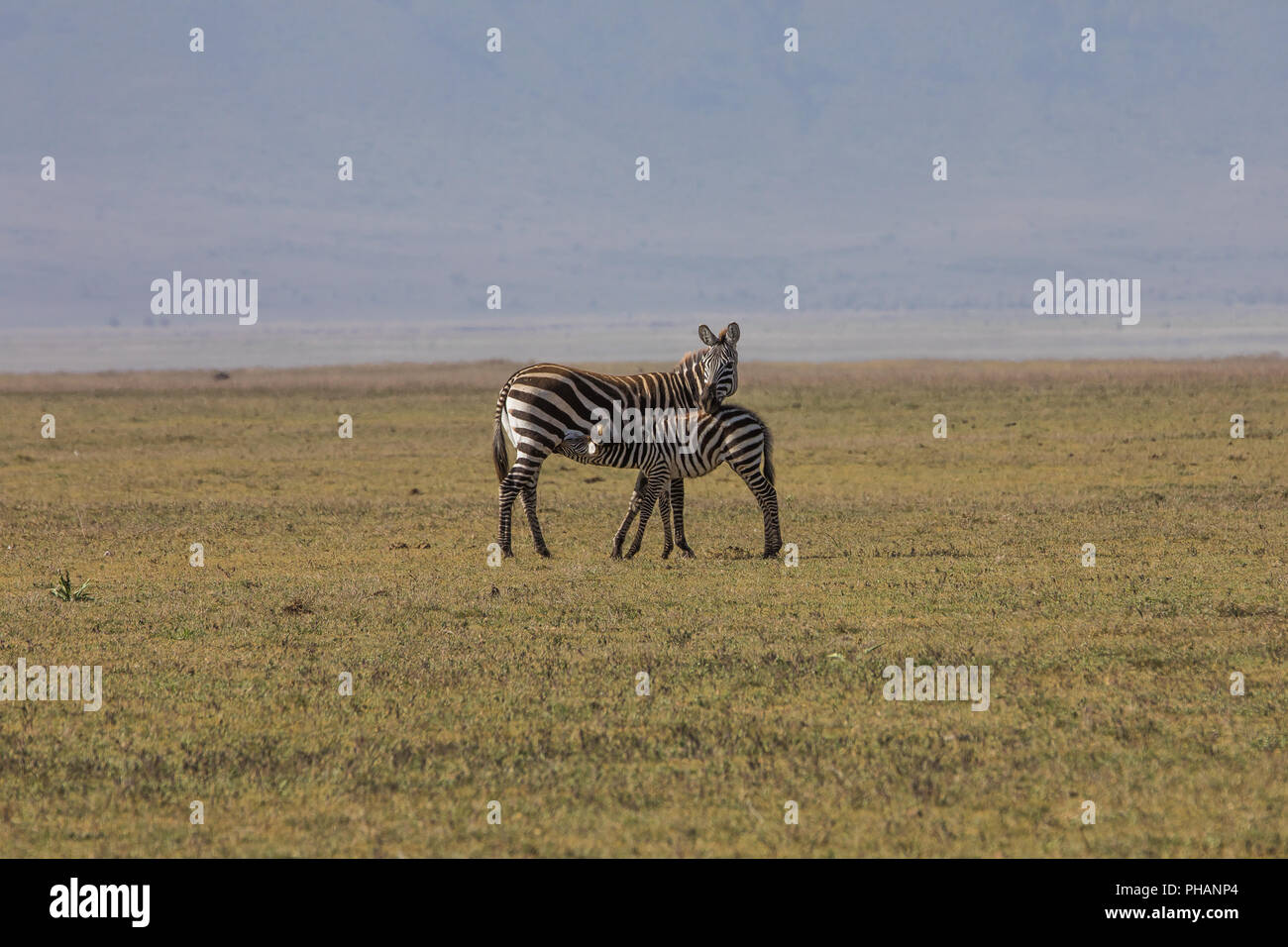 Zebra mit seiner jungen Tier Stockfoto