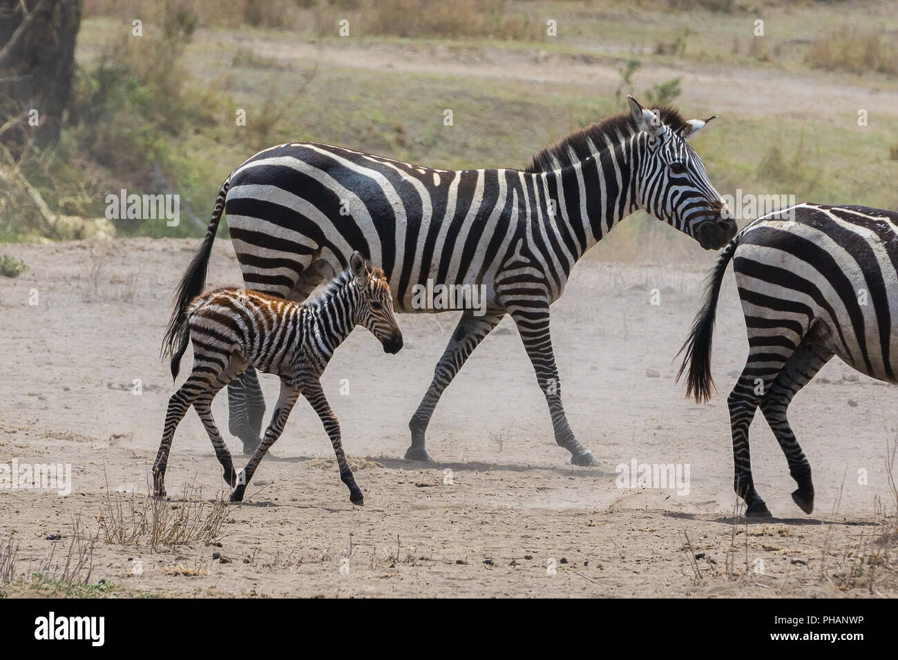 Zebra mit seiner jungen Tier Stockfoto