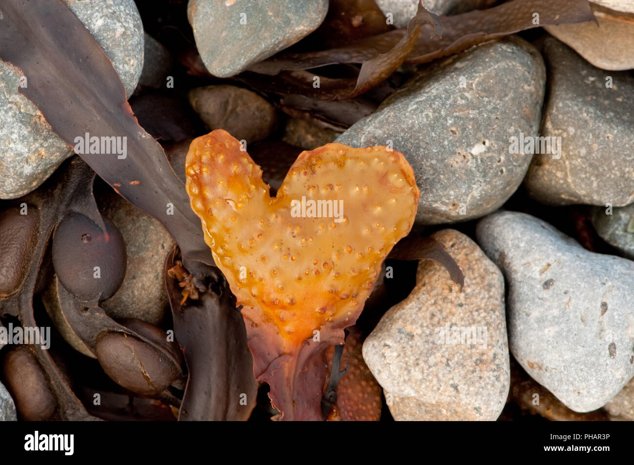 Herz geformte Blase Rack Stockfoto