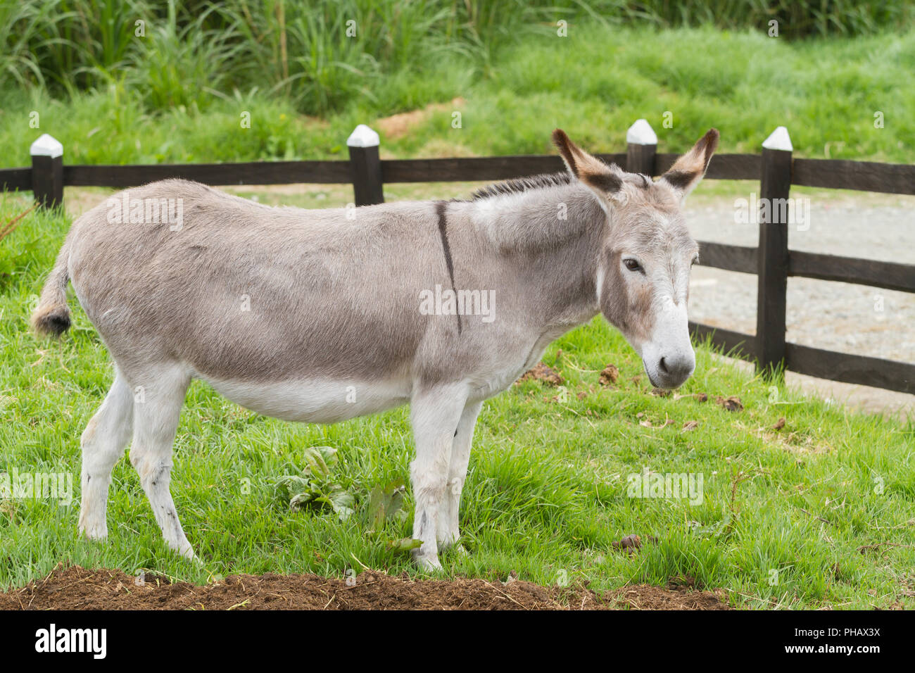 Schöne Esel grasen auf der Koppel (Equus africanus asinus