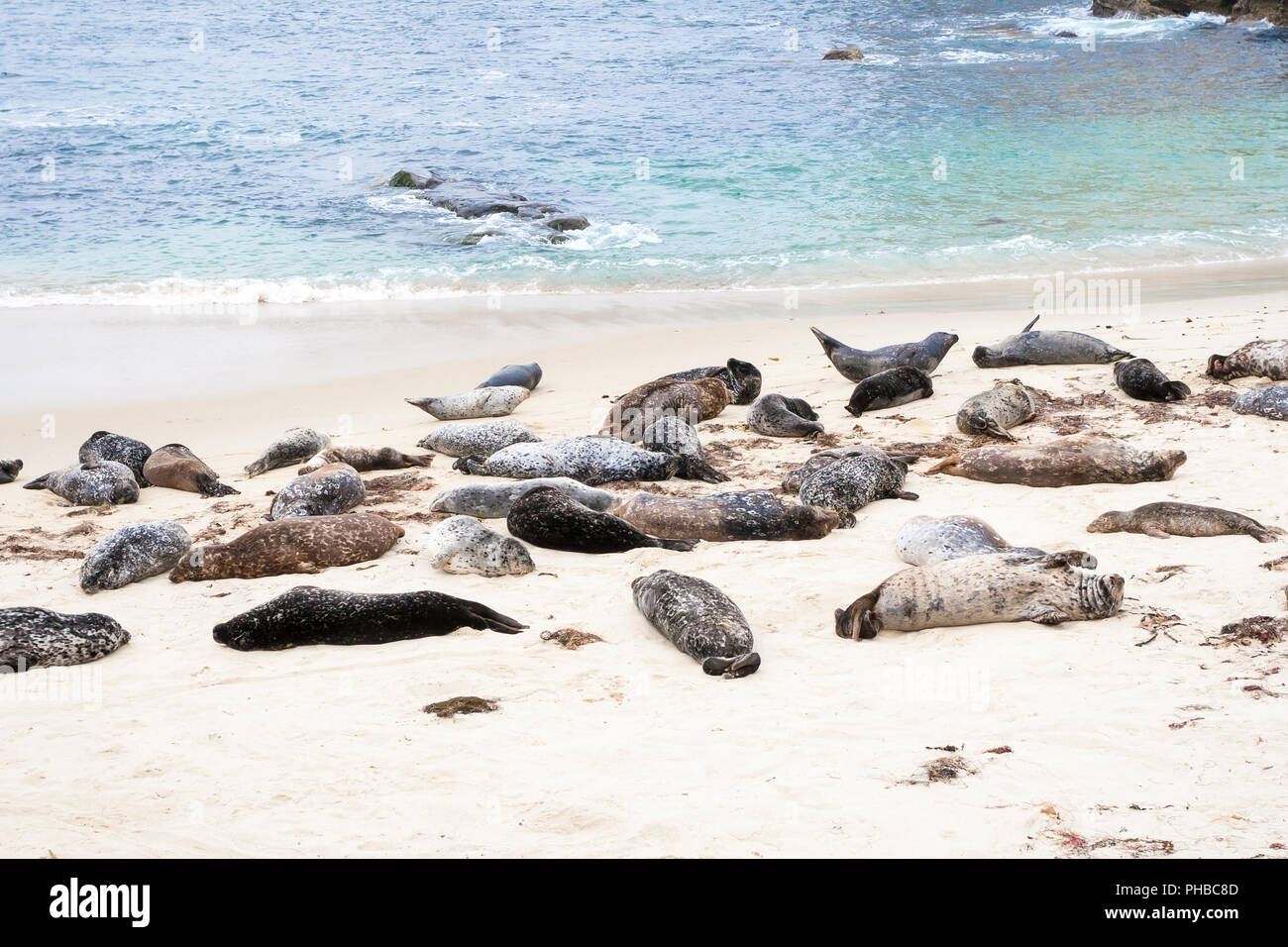 Seehunde (Phoca vitulina) Lounging im Casa Strand, auch das Kinderbecken, in La Jolla Kalifornien bekannt Stockfoto