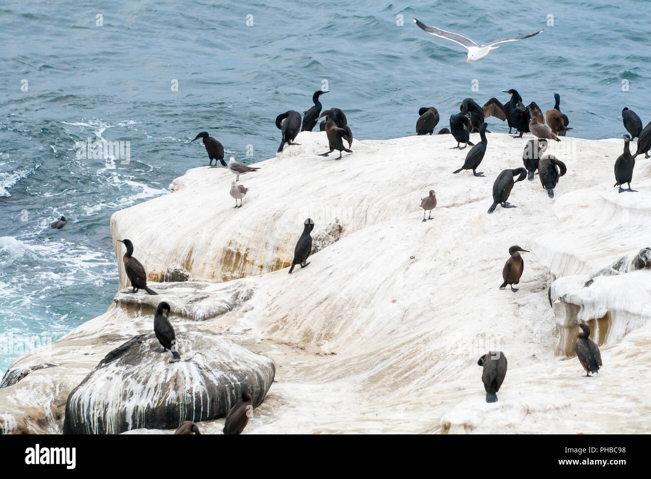 Double-Crested Kormorane (Phalacrocorax auritus) in La Jolla, Kalifornien Stockfoto