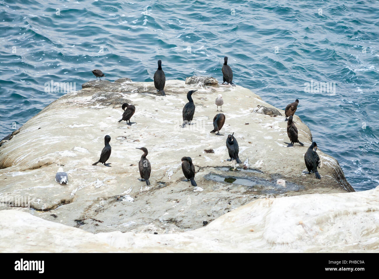 Double-Crested Kormorane (Phalacrocorax auritus) in La Jolla, Kalifornien Stockfoto