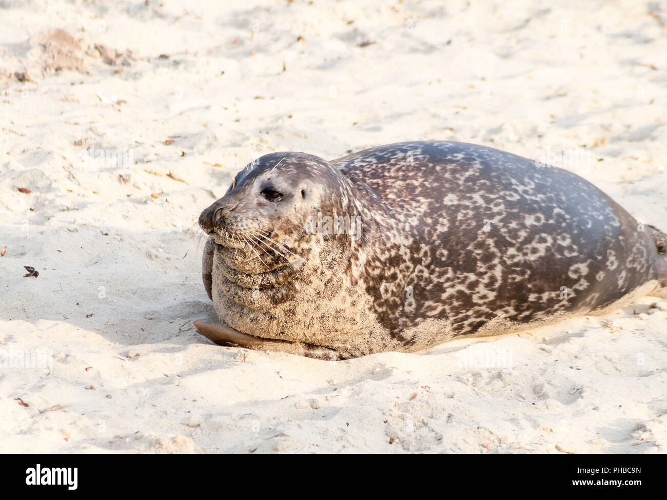 Ein Seehunde (Phoca vitulina) Lounging im Casa Strand, auch das Kinderbecken, in La Jolla Kalifornien bekannt Stockfoto