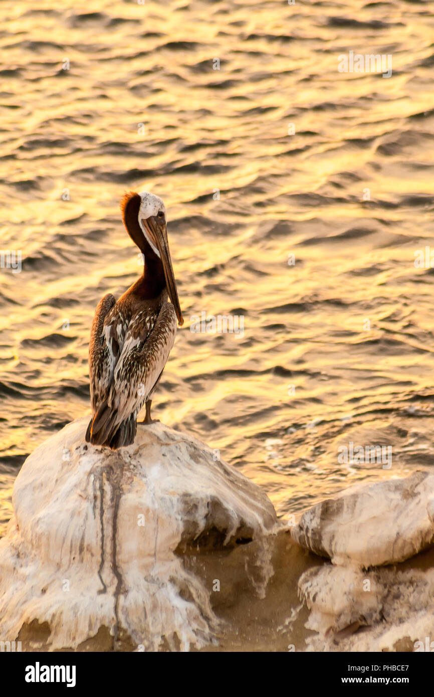 Der Braunpelikan (Pelecanus occidentalis) auf einem Felsen direkt am Meer bei Sonnenuntergang in La Jolla, Kalifornien gehockt Stockfoto