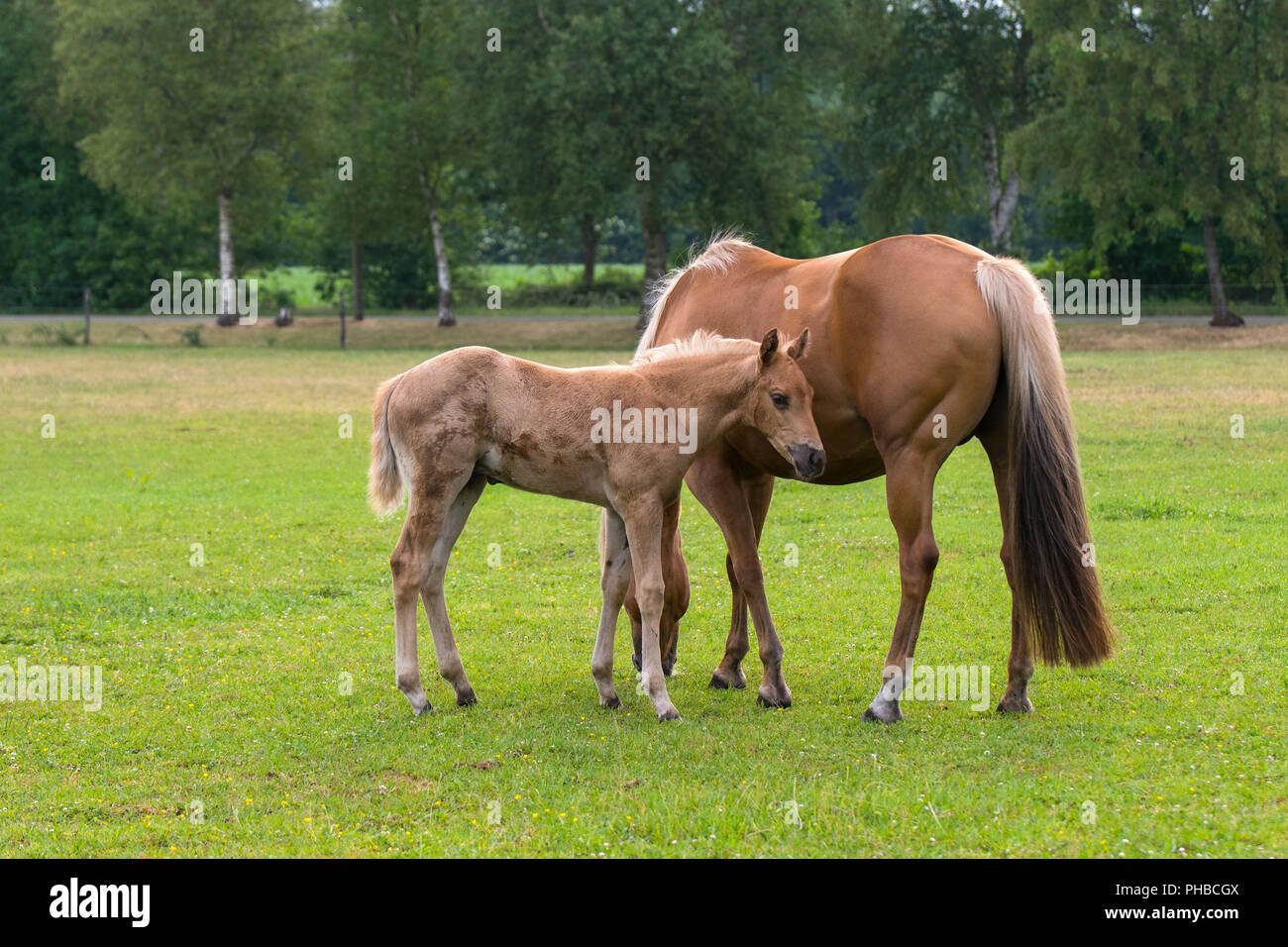 Quarter Horse Stute mit Fohlen Stockfoto