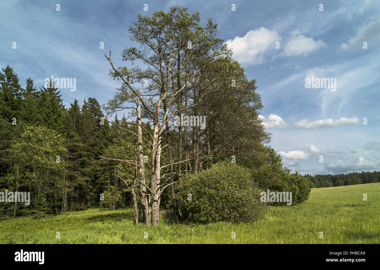 Im Naturschutzgebiet Stockfoto