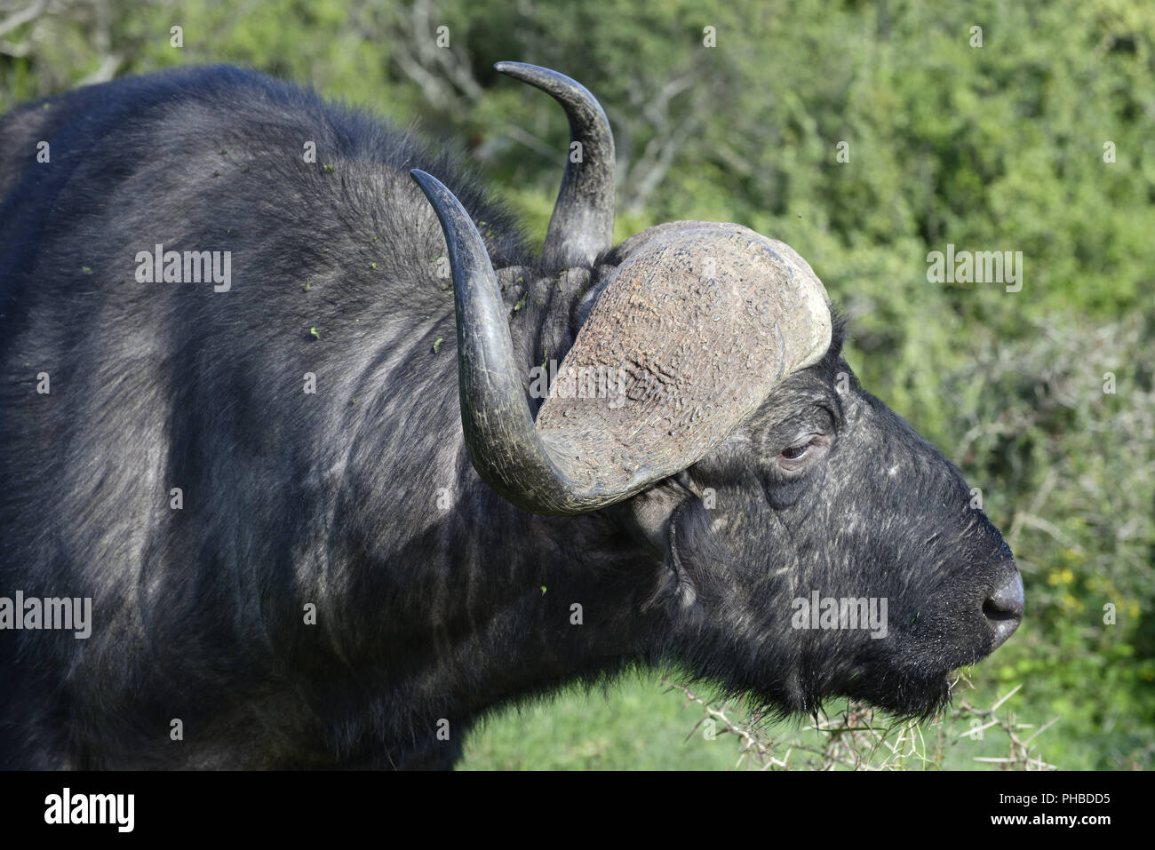 Büffel Futtersuche, Addo Elephant National Park Stockfoto