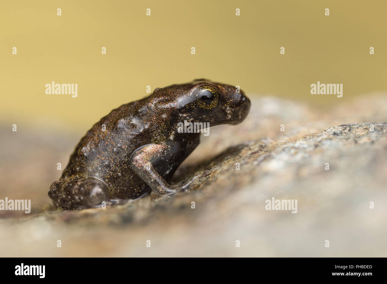 Einen winzigen Frosch, 1cm groß Stockfoto