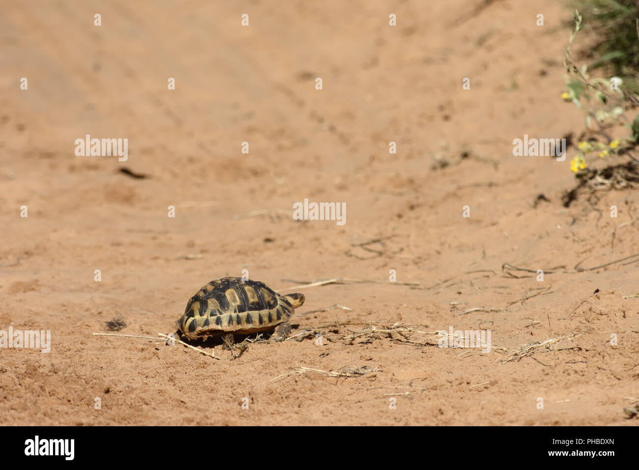Anwinkeln Schildkröte, Südafrika Stockfoto