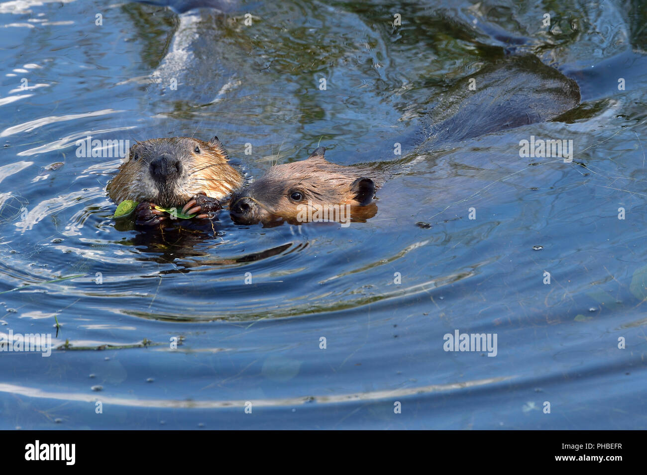 Zwei Erwachsene Biber 'Castor canadensis'; schwimmen Seite an Seite im Wasser ihres Biberteiches im ländlichen Alberta Kanada Stockfoto