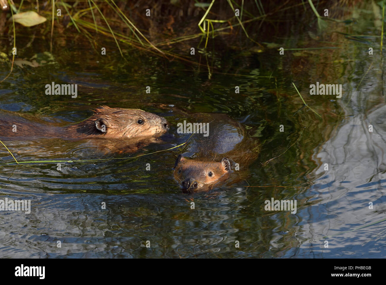 Zwei Biber "Castor canadenis'; schwimmen im Wasser der thier Beaver Pond in ländlichen Alberta Kanada Stockfoto
