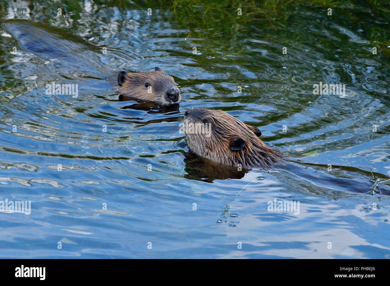 Zwei Biber (Castor canandsis) treffen, wie sie in der Biber Teich an Maxwell Lake in der Nähe von Hinton schwimmen Stockfoto