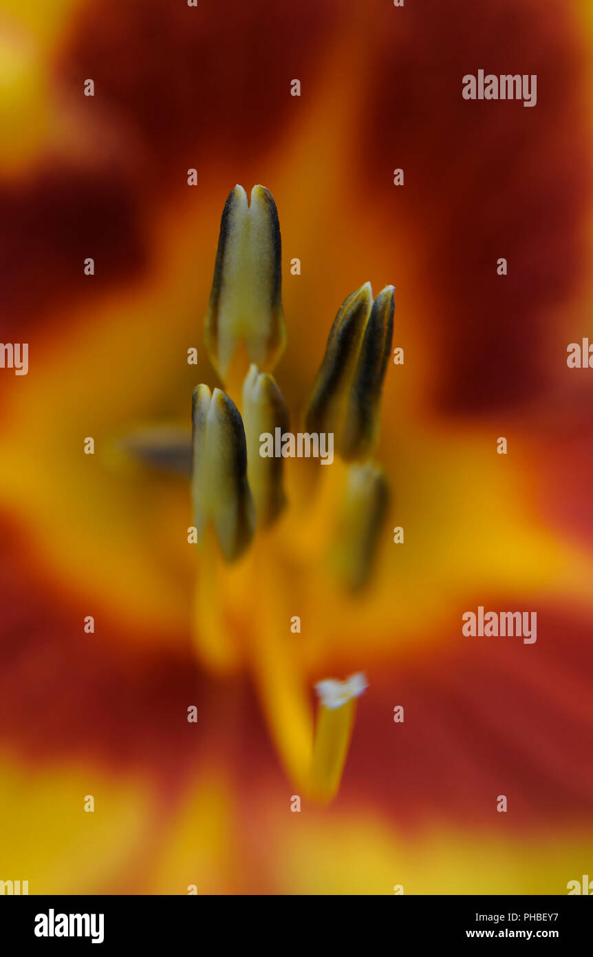 Das Staubgefäß einer Tag Lily in einem Garten in Minnesota. Stockfoto