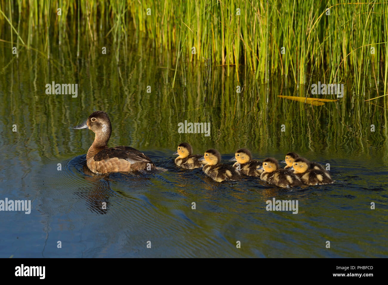 Eine Mutter Blue-winged Teal Enten (Anas discors), Schwimmen weg mit ihrer Brut der jungen Entenküken auf der Biber Boardwalk in Hinton Alberta, Kanada. Stockfoto