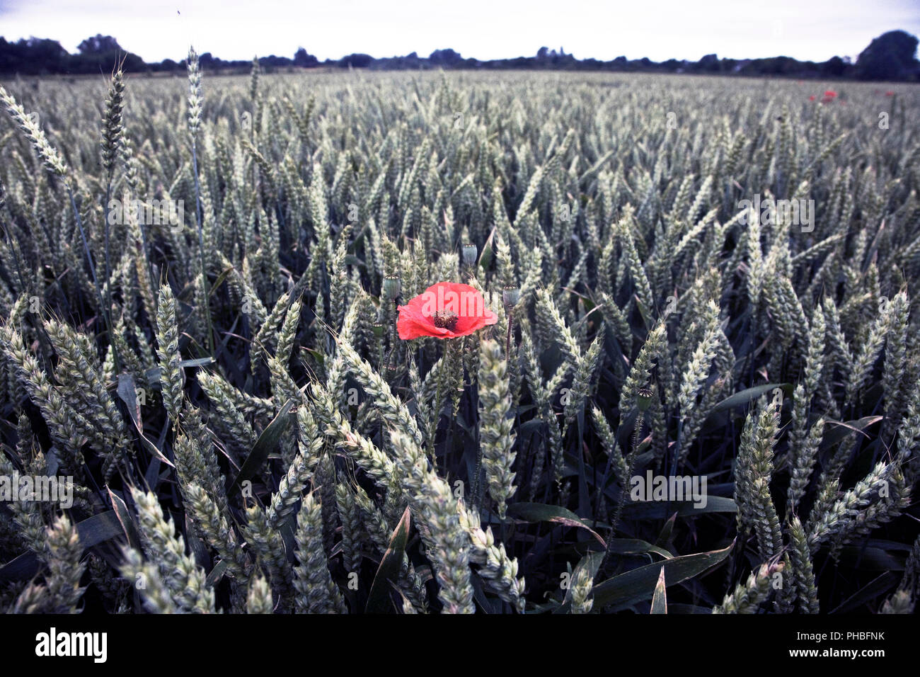 Mohn in einem Feld von Weizen, Norfolk, England, Vereinigtes Königreich, Europa Stockfoto