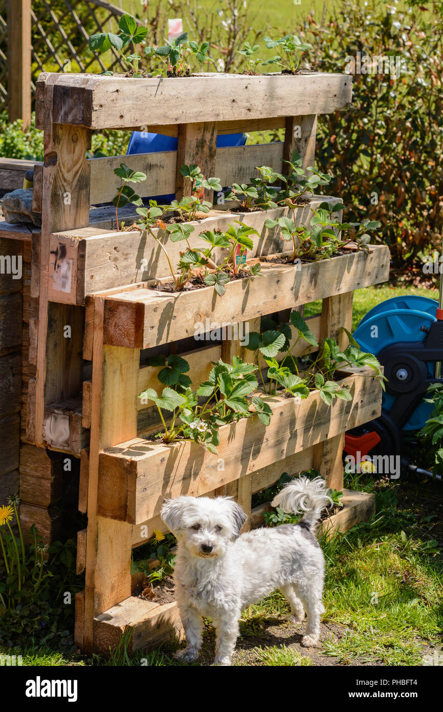 Upcycling von Holzpaletten - Blumenkästen mit Erdbeeren Stockfoto