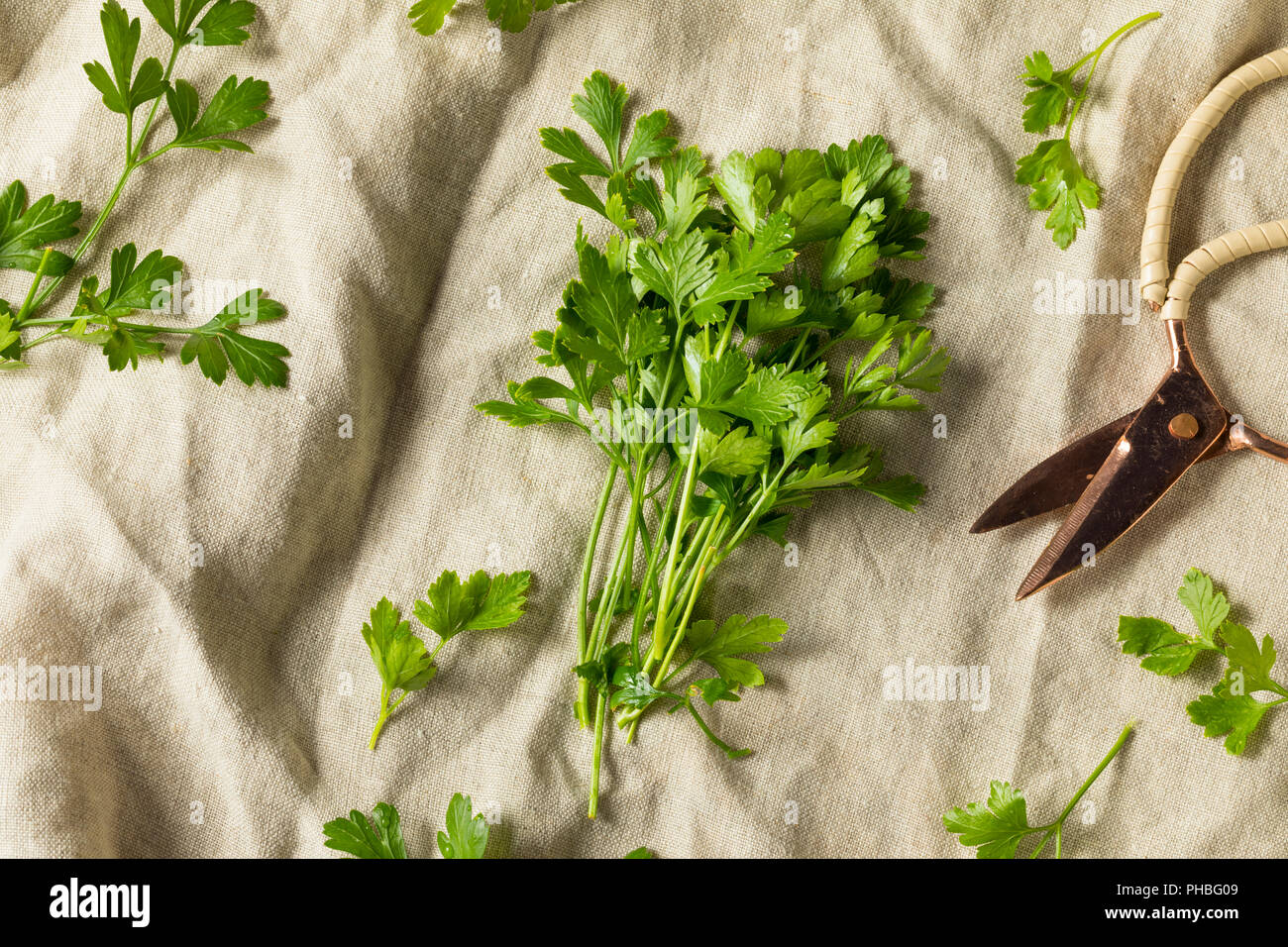 Organische flachen Blatt italienische Petersilie in einem Bündel Stockfoto