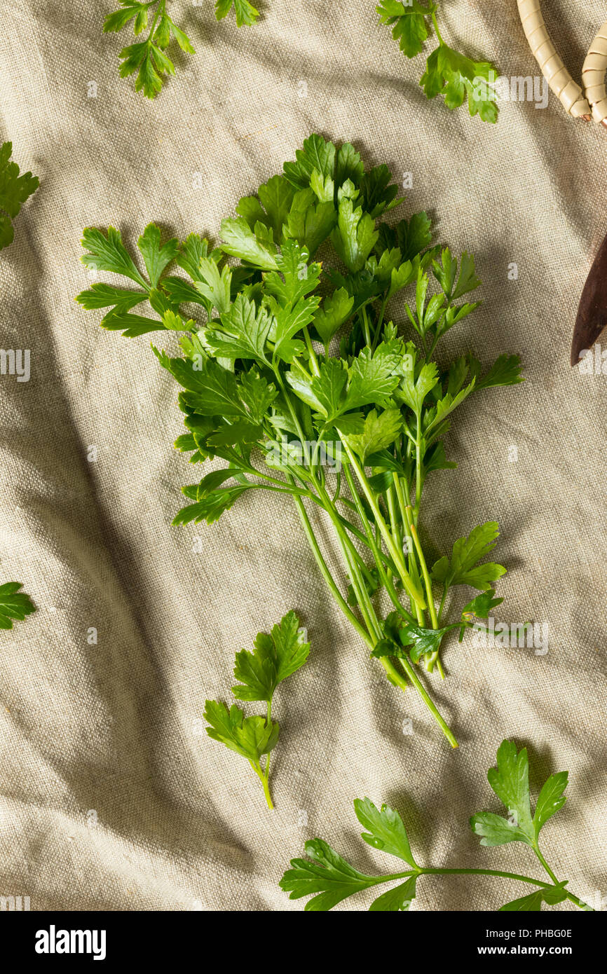 Organische flachen Blatt italienische Petersilie in einem Bündel Stockfoto
