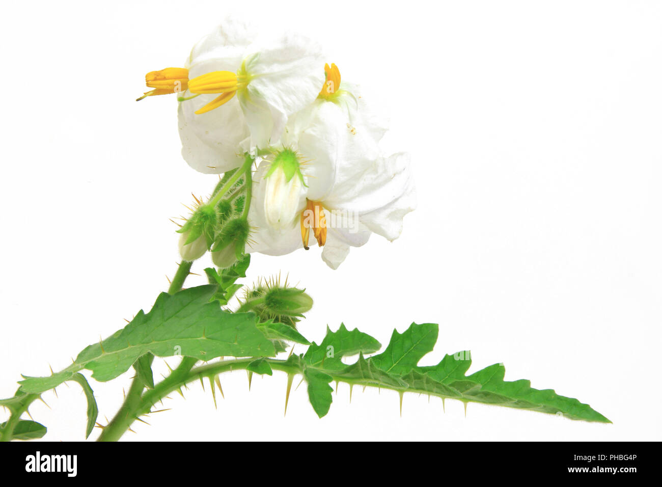 Solanum sisymbriifolium (litschi Tomate, Vila, Vila, klebrige Nachtschatten) Stockfoto