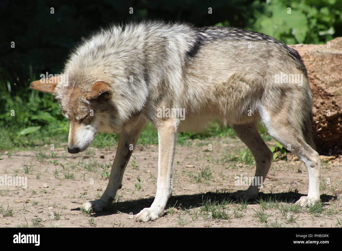 Mexikanische Gray Wolf Stockfoto