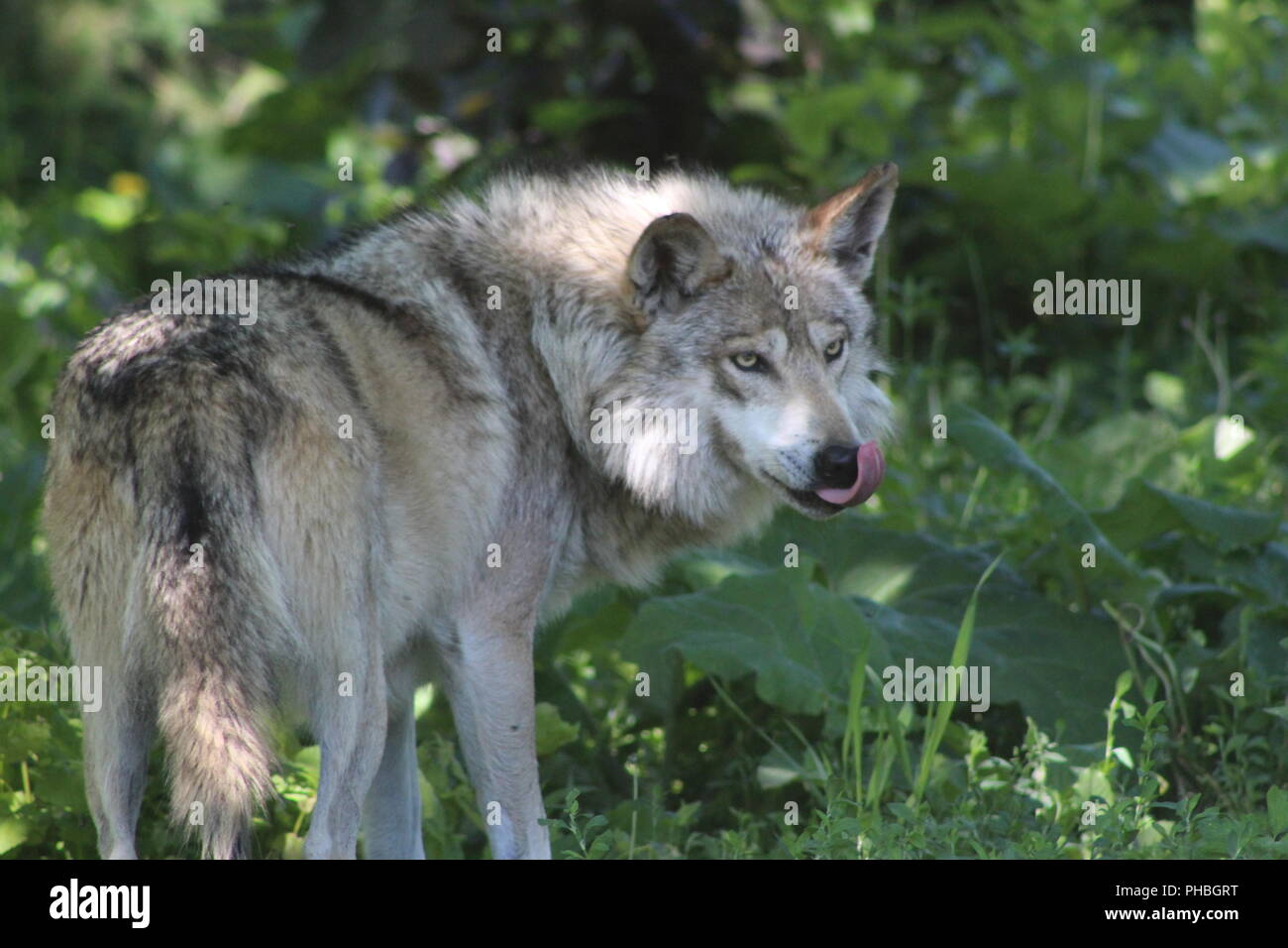 Mexikanische Grauer Wolf seine Nase lecken Stockfoto