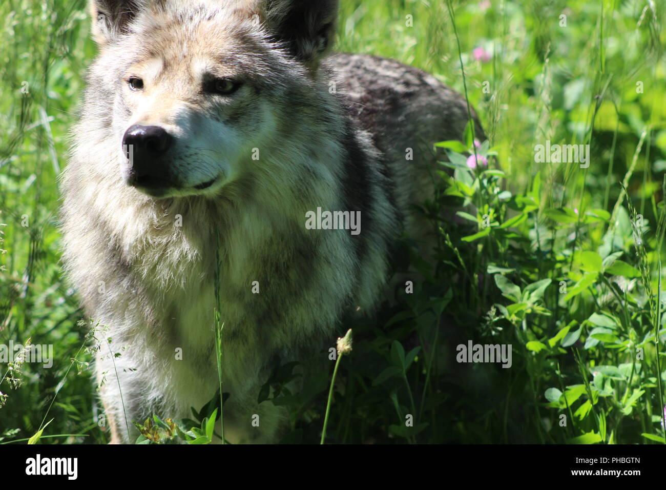 Mexikanische Grauer Wolf stehend im hohen Gras Stockfoto