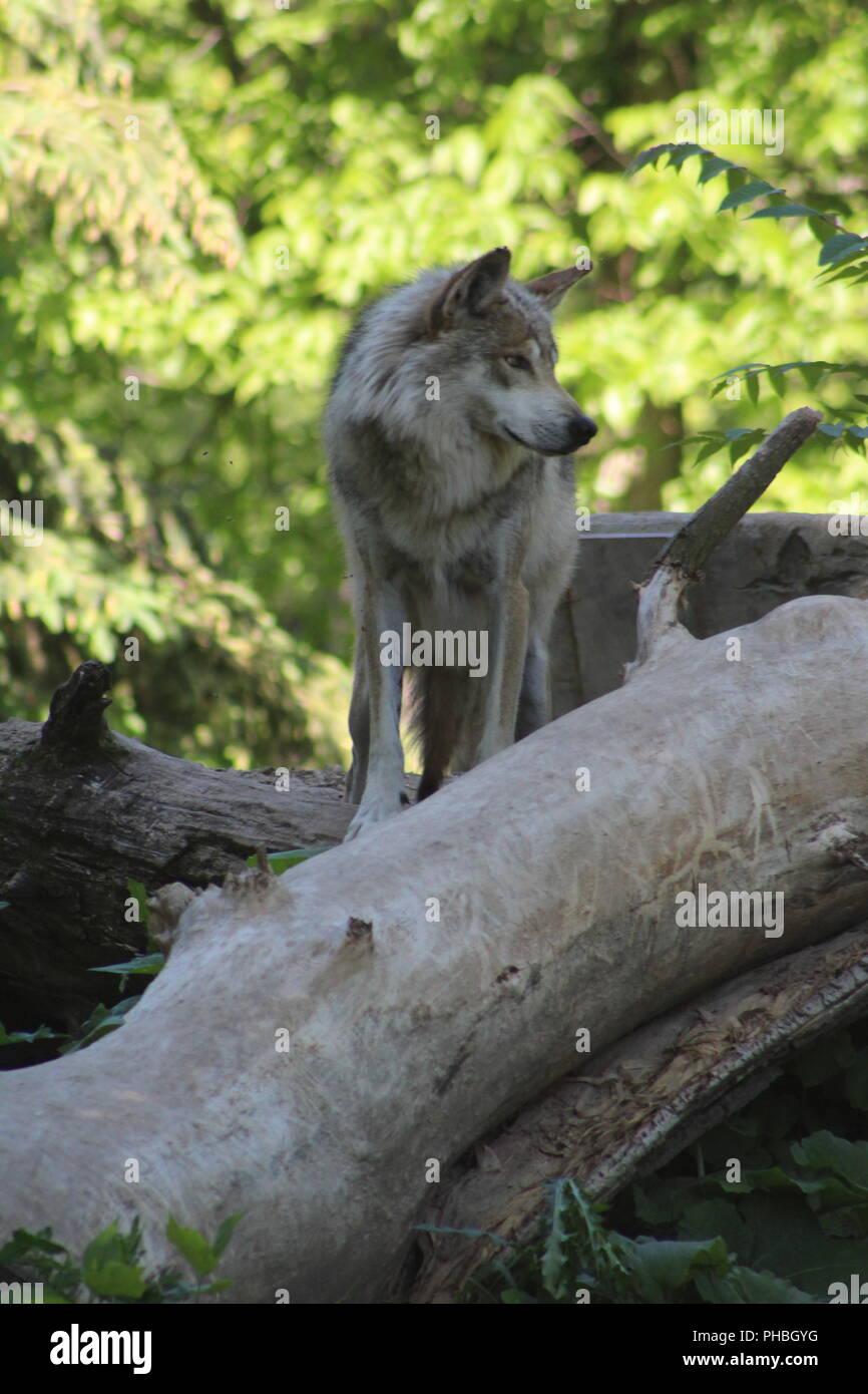 Mexikanische Grauer Wolf schauen von oben auf einen Stapel von Protokollen. Stockfoto